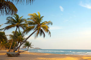 A sandy beach fringed by palm trees