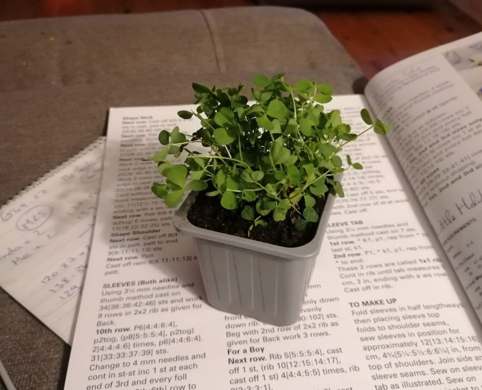 Pot of Shamrock