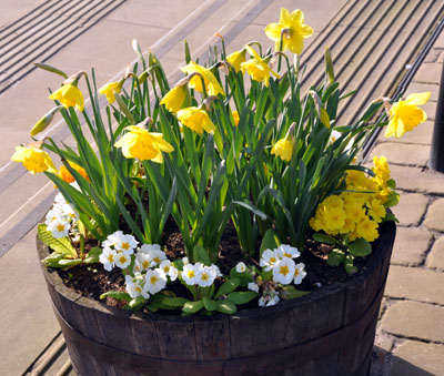 Spring flowers in Birstall Market place