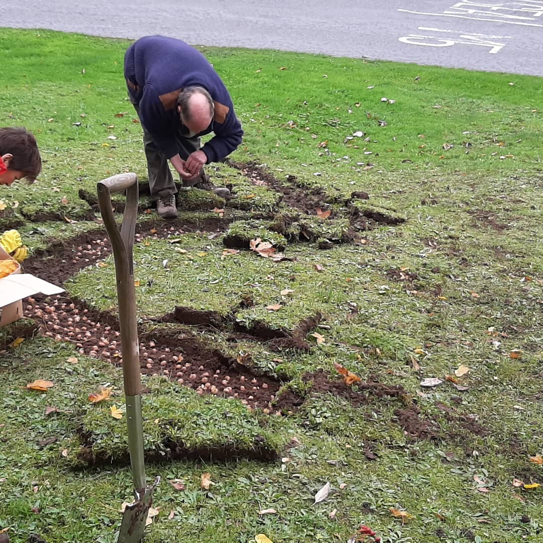 Clevedon Yeo Rotary Club Crocus planting for Polio awarenes 2021