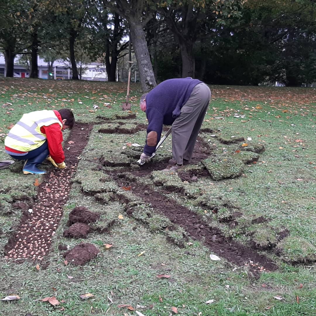 Clevedon Yeo Rotary Club Crocus planting for Polio awarenes 2021