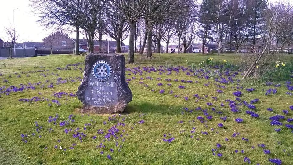 Clevedon Yeo Rotary Crocus blooms M5 Roundabout Polio Reminder