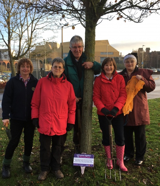 Worcester Rotary Club Crocus Planting