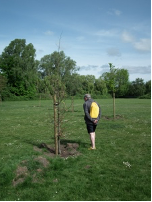 A picture containing tree, outdoor, yellowDescription automatically generated