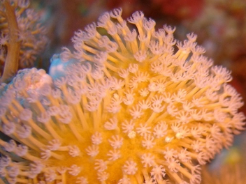 A close up of a flowerDescription automatically generated