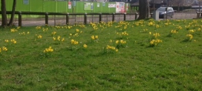 Daffodils planted by Braids Rotary outside Tesco's Colinton Store