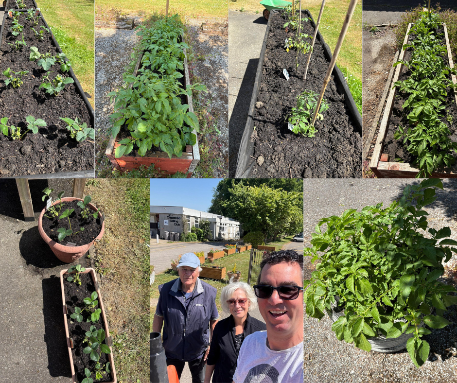 Images of strawberries and vegetables in planters