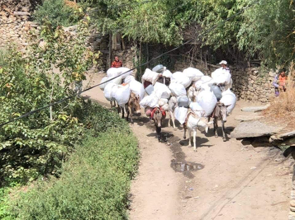 Mules carrying food to Muchu School passing through Buddhist village