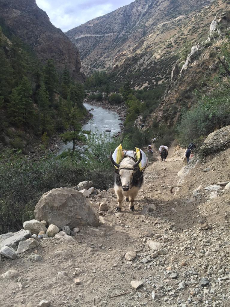 Yaks carrying food to Muchu School