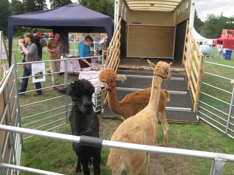 Dalkeith Agricultural Show 2014 - 012 63