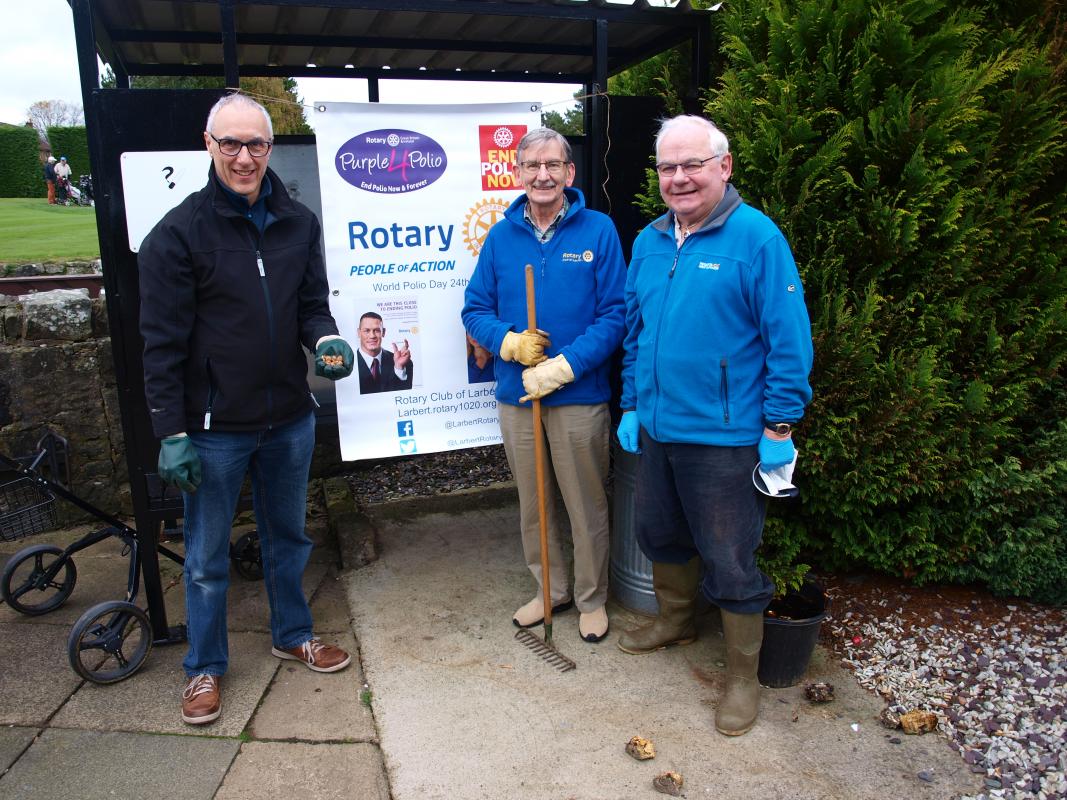 World Polio Day 24th October 2021 - Club members planting purple crocus corms at Larbert Tryst Golf Club