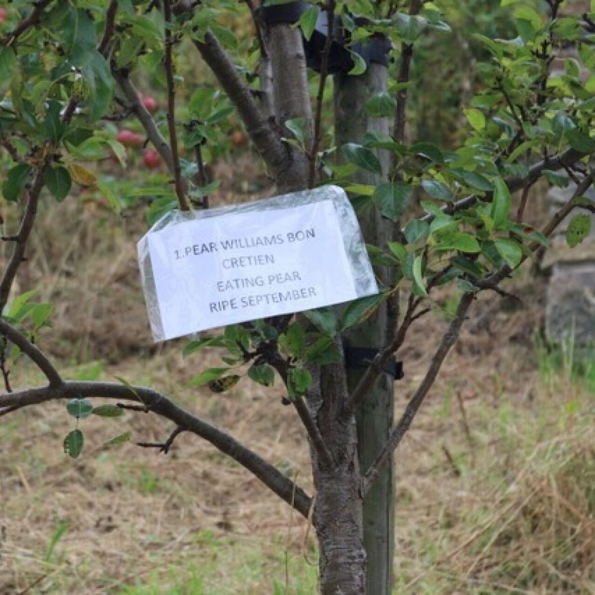 Mossley Community Orchard - 