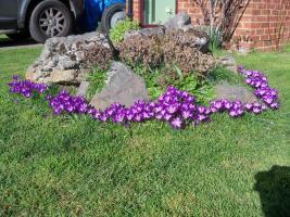 . - Purple crocus in full bloom