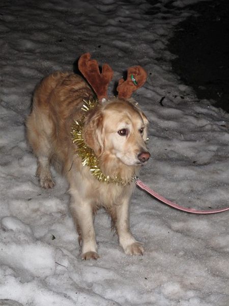 Santa Sleigh & Collections 2010 - Bailey is not impressed with being an substitute Reindeer!