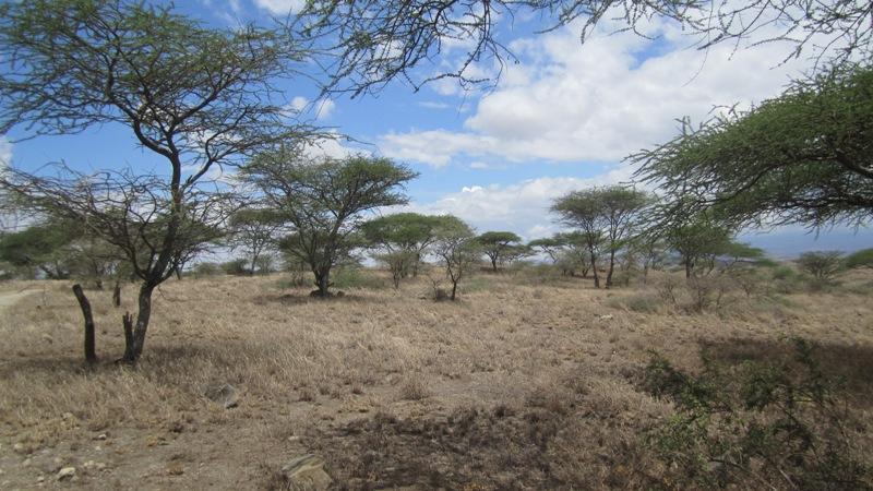 2015: Visit to Tanzania - Savanna landscape