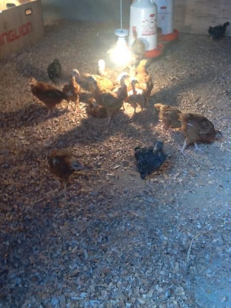 2015: Visit to Tanzania - Chickens at Nkwasangare Primary School