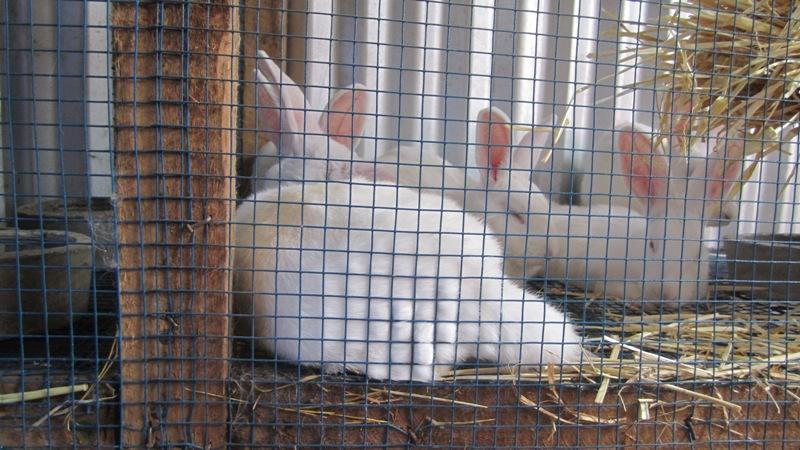 2015: Visit to Tanzania - Arusha Rabbit hutch at Rabbit Bliss