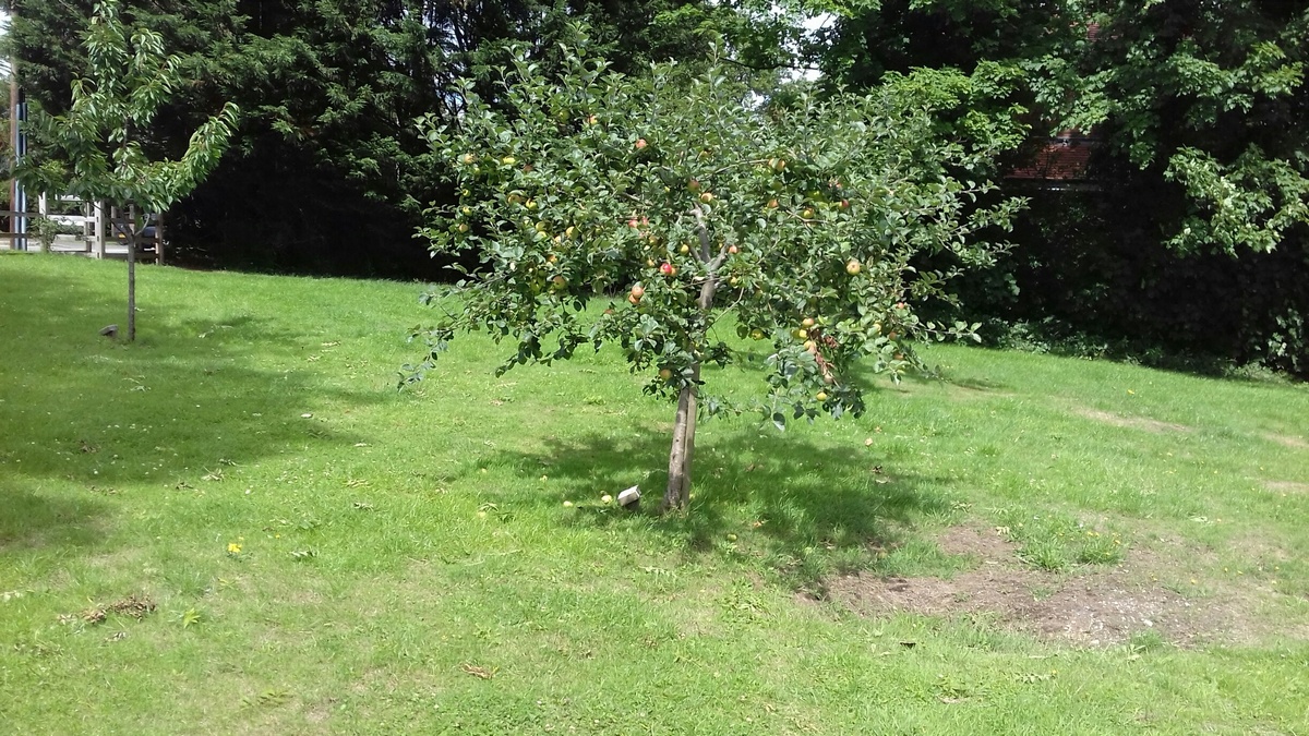 Farnham Common Community Orchard - 