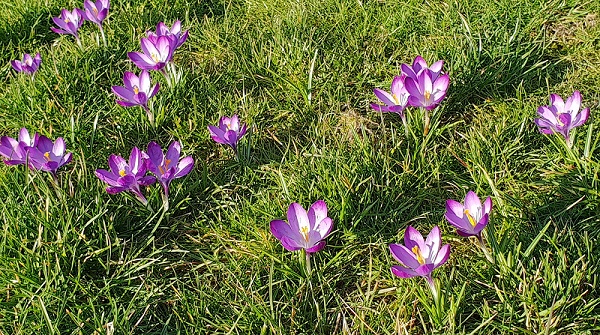 PURPLE4ROTARY - The Purple Crocus is the symbol of the Rotary fight to eradicate the world of Polio.