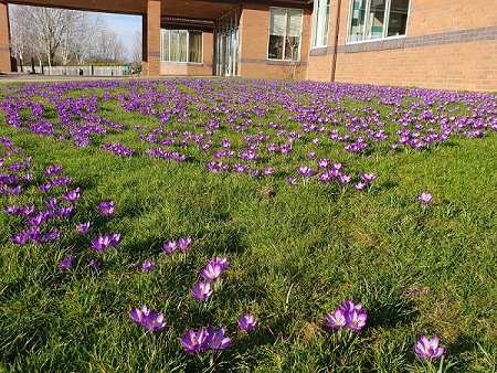 PURPLE4ROTARY - Rotary planted these Crocus bulbs at the Mercure Hotel 2017 and they continue to grow each year.