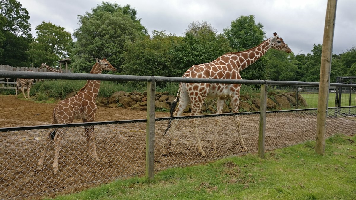 2019 June - Kids Out day to Whipsnade Zoo - 2019-06-12 13