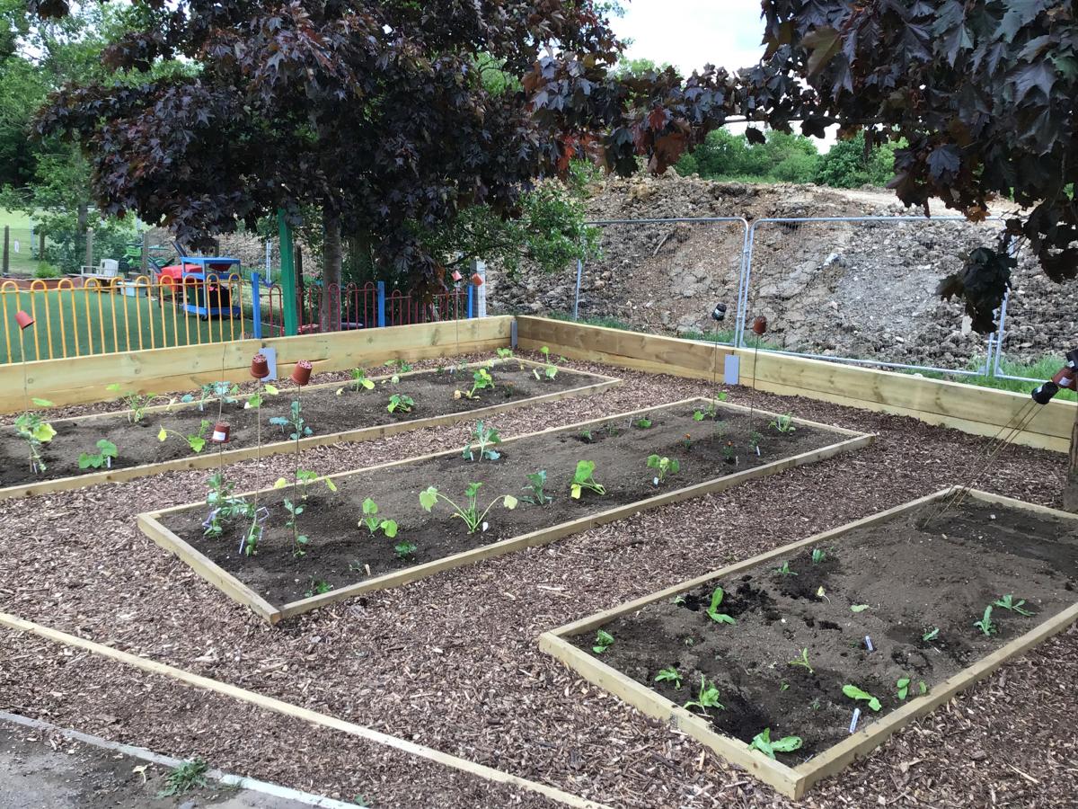 Vegetable Garden at St Mary's School - 