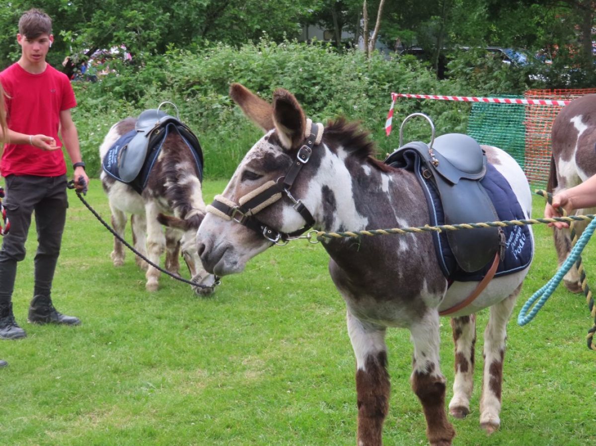 ALMOST The Donkey Derby - 