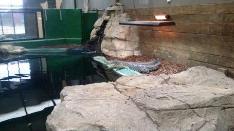 Springfield Pupils Visit Crocodiles of the World - 