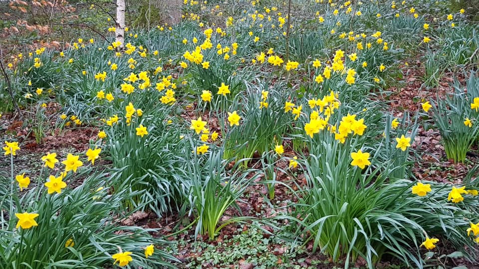 A Host of Golden Daffodils - 2A1679C1-C849-4511-931C-0CFAED450756