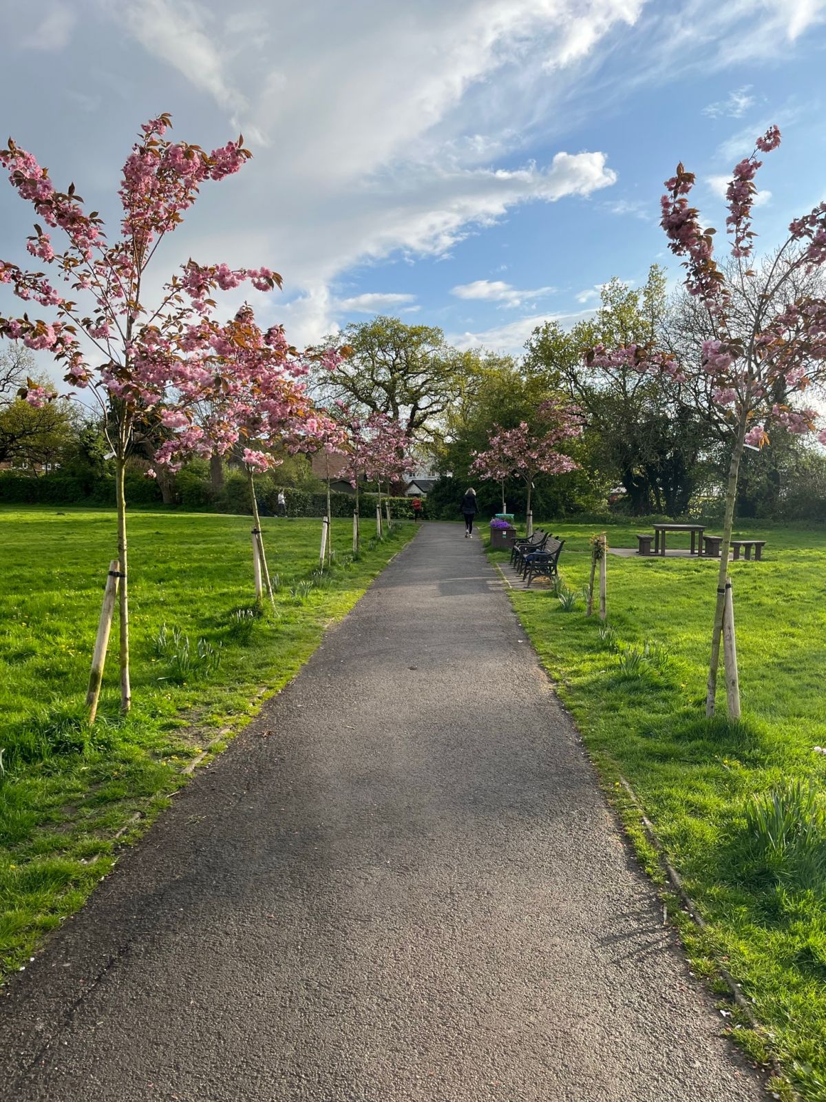Meriton Park Flowering Cherry Trees - 