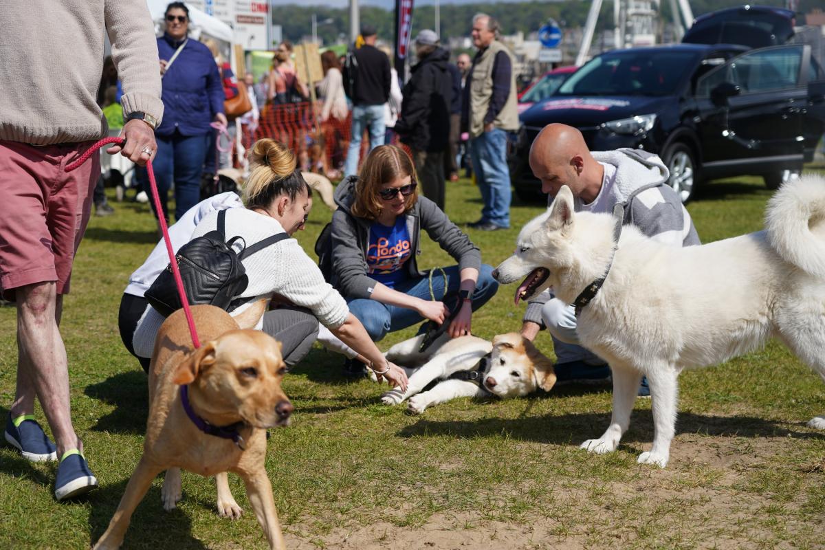 Weston Rotary Dog Day - 