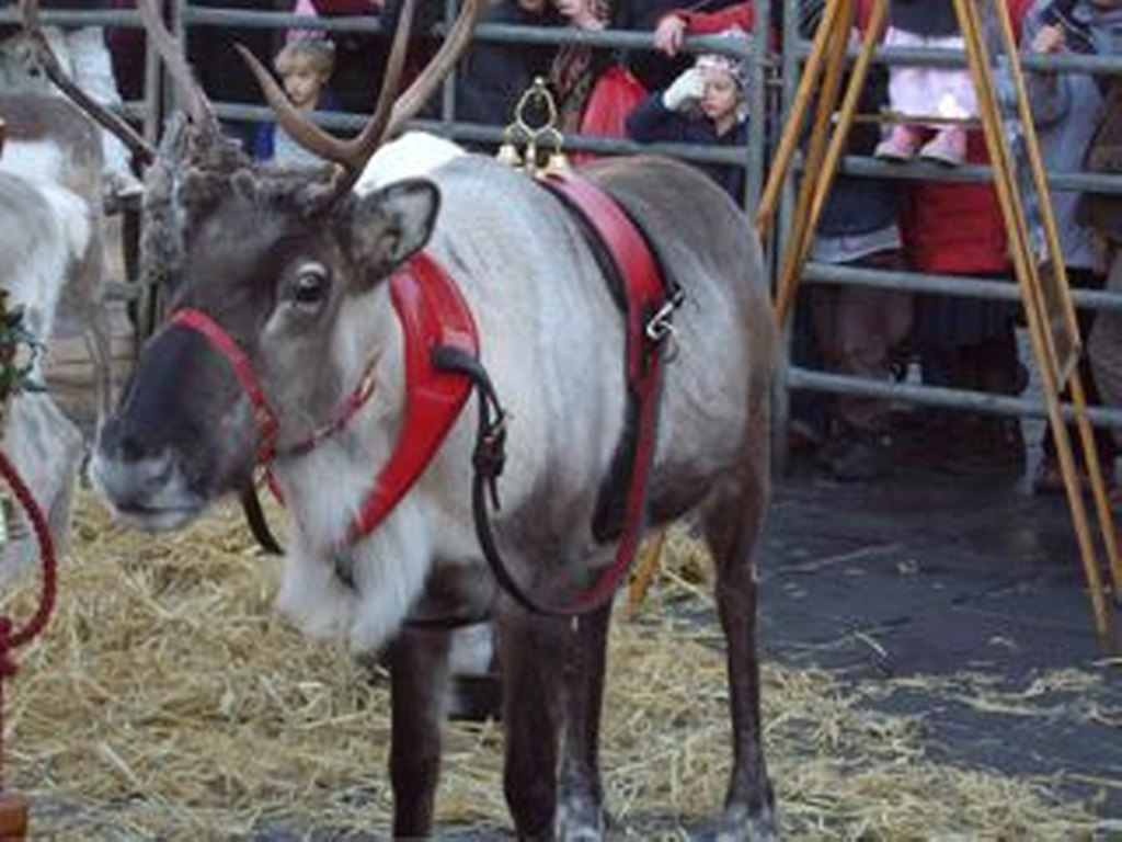 Reindeer Parade Photos -  Harnessed reindeer in pen in Market Place