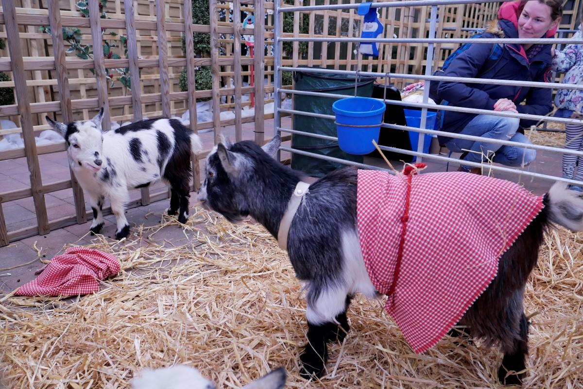 Haddenham Rotary Christmas Santa 2019 - Even the animals join in with the festive fun