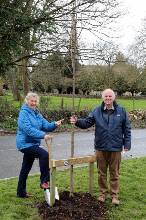 Centenary Trees Project Pictures - Tree from Anne and Peter Wilson
