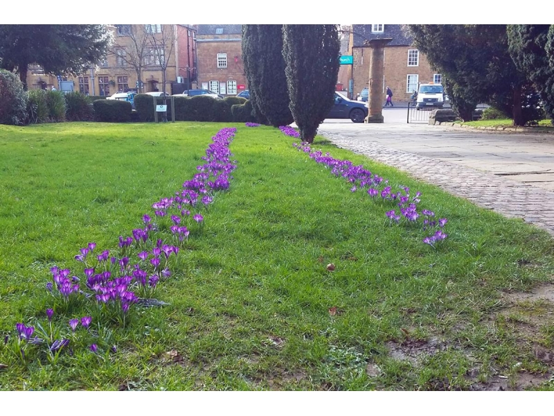 Crocuses in Bloom around the District - 