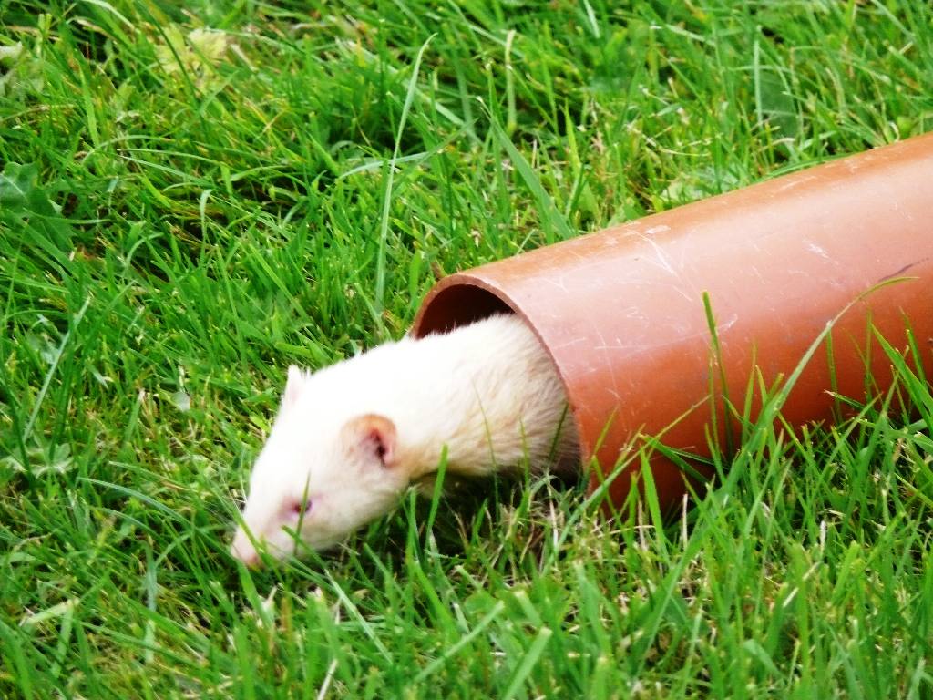 Fun & Frolics with Ferrets - But I'm not ....