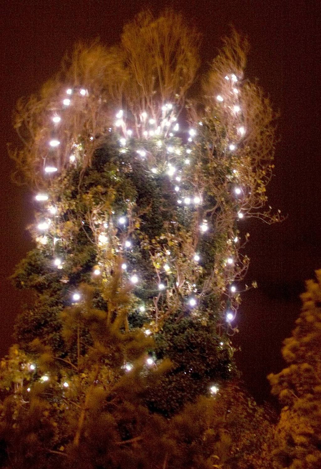 Miscellaneous - More Christmas Lights
