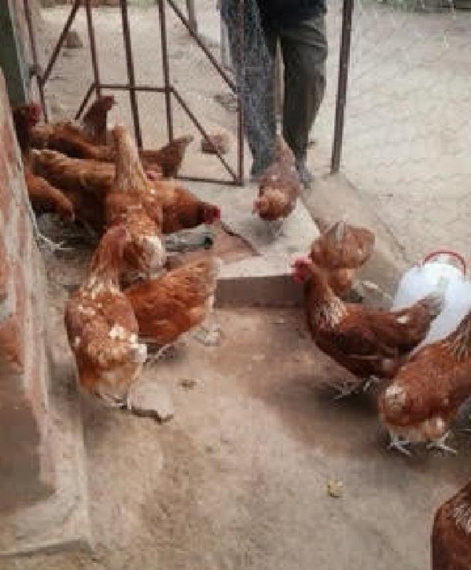 Our Work in Zambia - Chickens