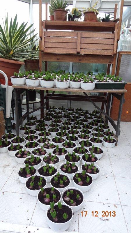 Christmas hyacinth bulbs for local residents - Growing ready to distribute