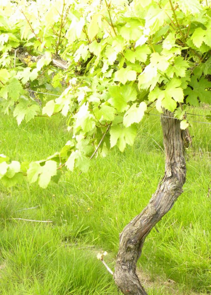 Visit to Gifford's Hall Vineyard - The vines are reaching their most vigorous phase of growth