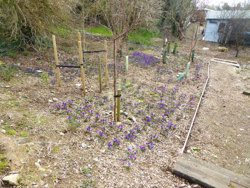 Delancey Garden Project (13 March 2016) - Crocuses blooming in the woodland walk