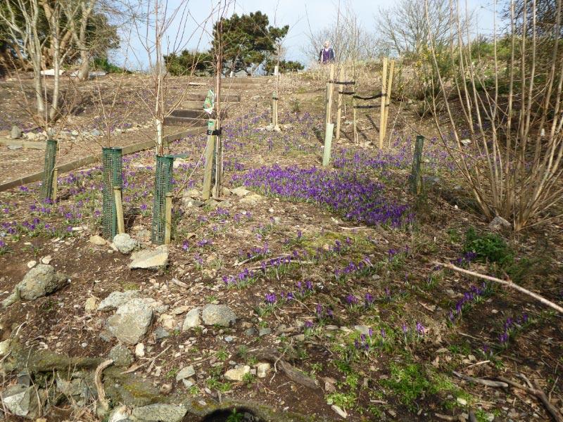 The Purple Crocus Project - Crocuses in Bloom (March 2016) - 