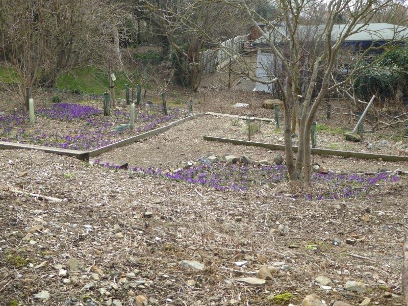 Delancey Garden Project (13 March 2016) - Crocuses blooming in the woodland walk