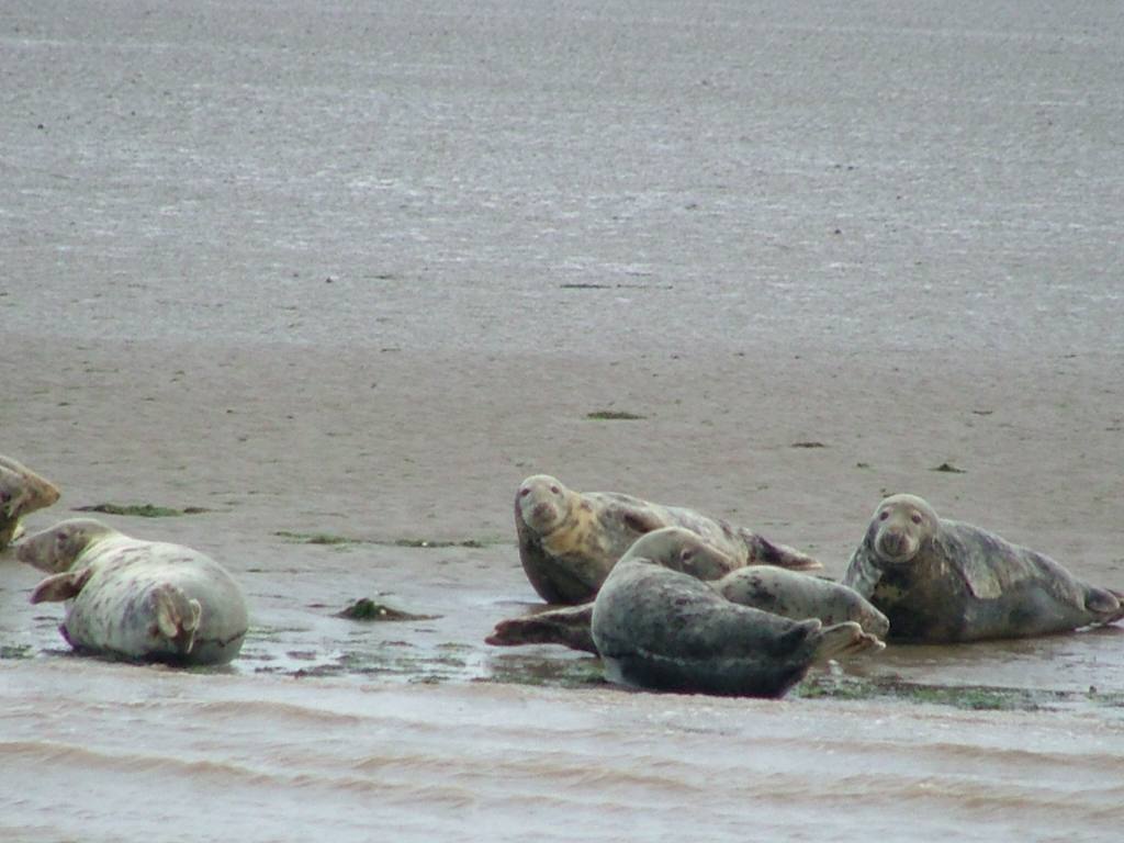 Around our District - River Crouch Seals