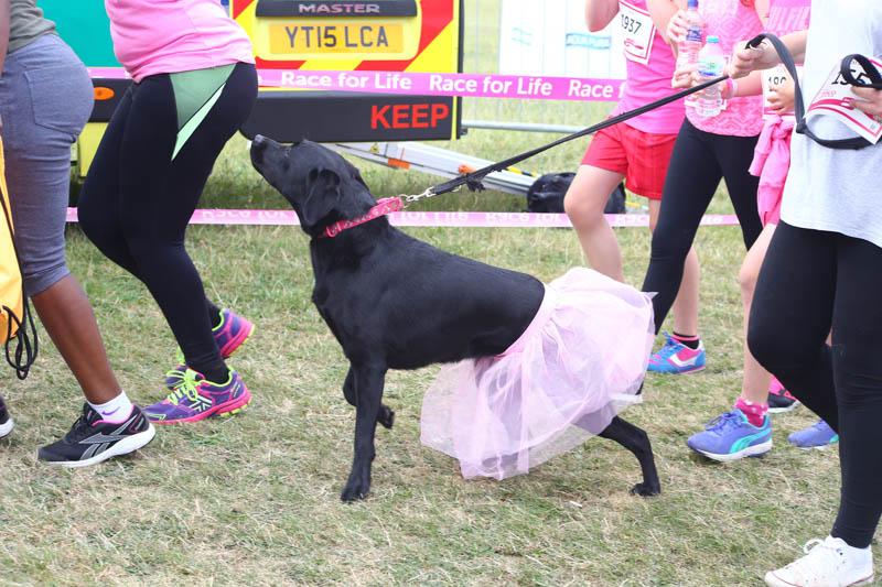 Race for Life 2015 raise Â£256,000 - Epsom-5295