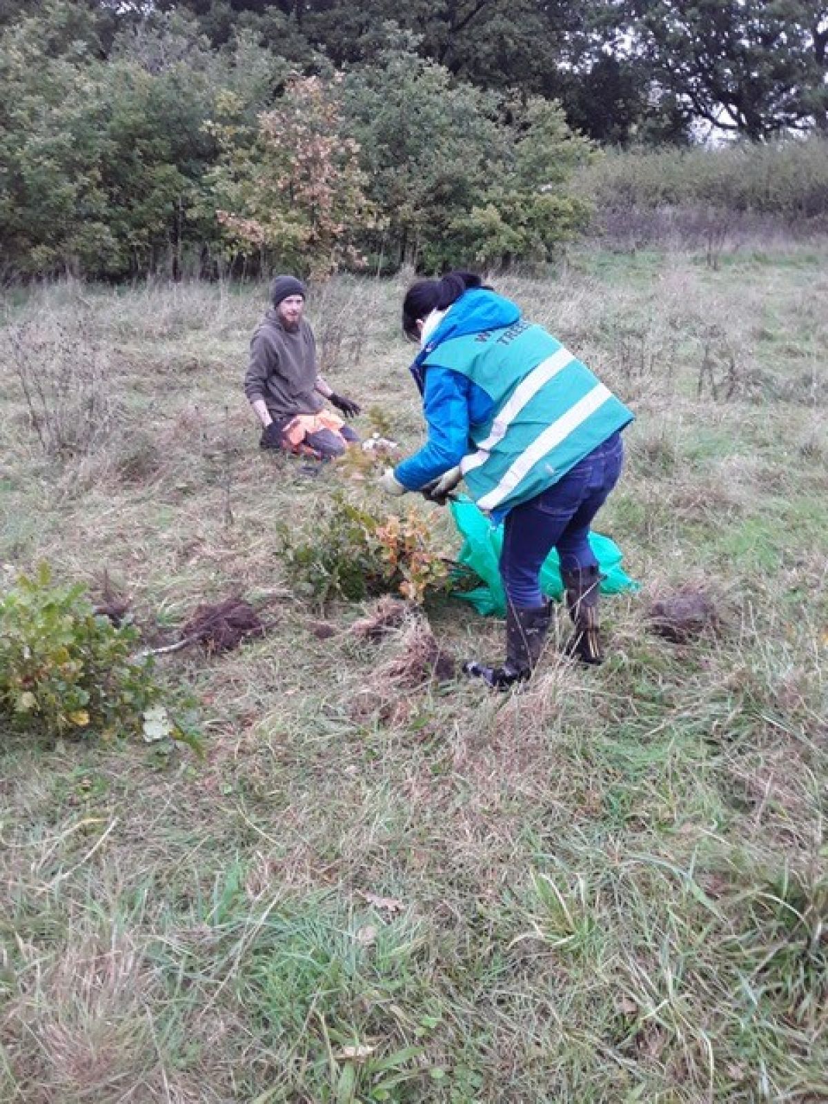 Gayton Meadow rehabilitation  - Removing young OAK saplings to be transplanted 