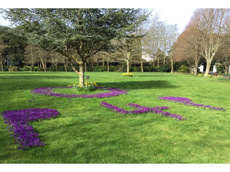 The Purple Crocus Project - Crocuses in Bloom (March 2017) - Government House (Photograph provided by Plant Heritage Guernsey)