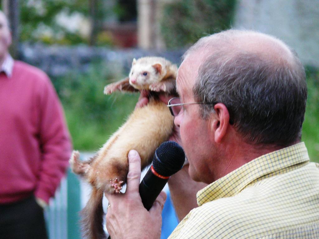 Fun & Frolics with Ferrets - He will insist on doing this ventriloquism bit first!