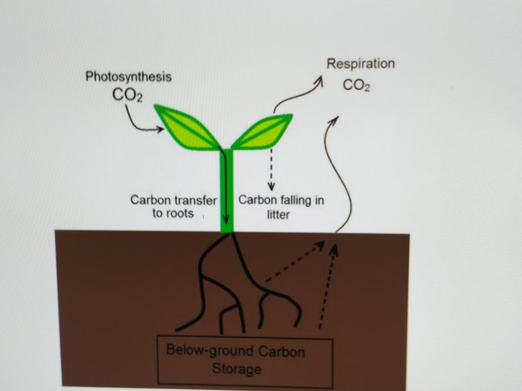 Changes in the Farming Industry - The carbon cycle