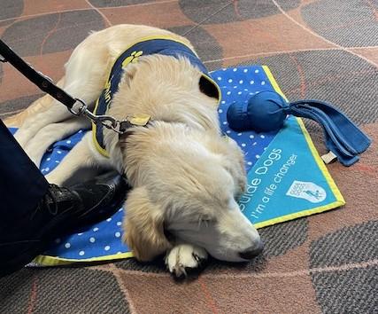 Guide Dogs for the Blind - 